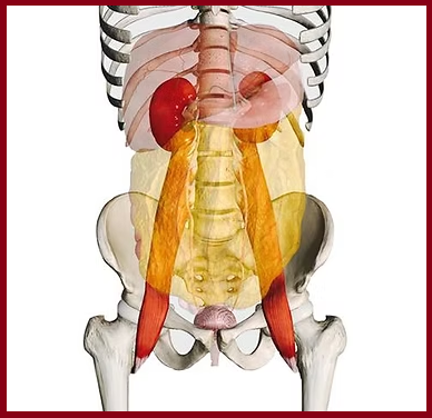 腸もみと腎臓の深~い関係。の画像