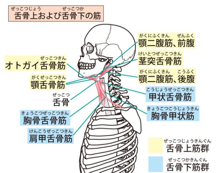 腸もみで声が出しやすくなる！？の画像